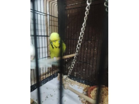 Maşallah show jumbo muhabbet kuşu damızlık ve yavrular