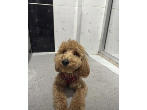 Toy poodle 8 aylık erkek