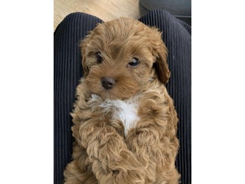 Kore maltipoo köpeklerimiz