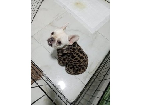 Acil sahiplendirilecek platinium dişi french bulldog