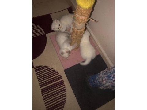 British shorthair kartopları