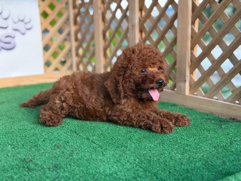 Poodle yavrusu
