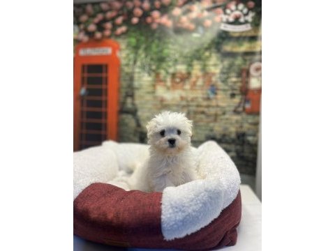 Maltese terrier yavru köpeklerimiz