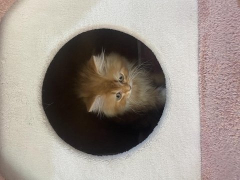 Sevimli oyuncu british longhair ny12