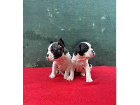 French bulldog yavrularımız yeni ailesini bekliyor