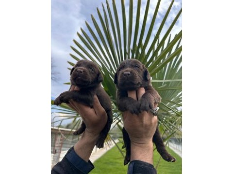 Labrador retriever yavrular