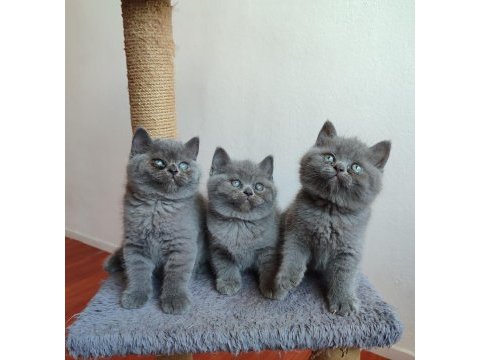 Safkan anne babanın british shorthair yavruları