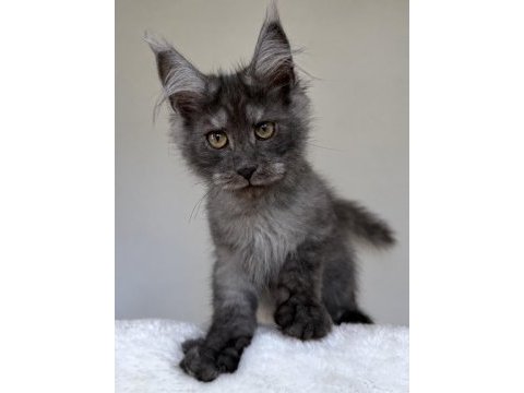 Wcf kayıtlı maine coon erkek black smoke