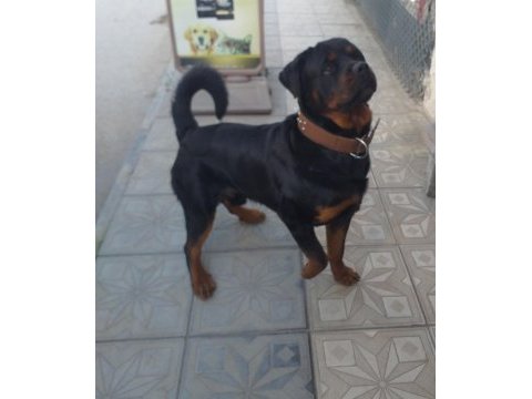 A kalite rottweiler bebekler