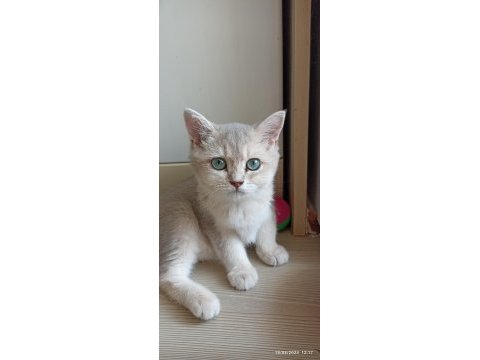Safkan british shorthair dişi yavrumuz