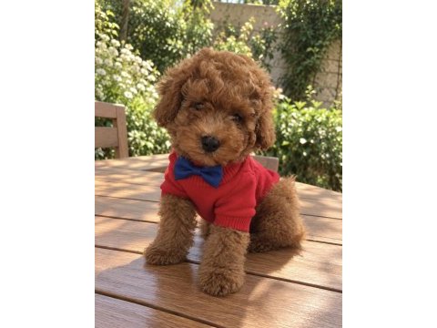 Ped eğitimli toy poodle yavrumuz