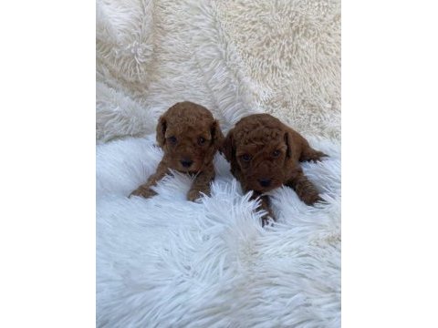 Sevimli toy poodle yavrular