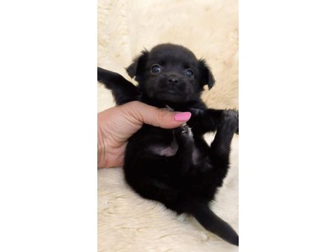 2 aylık chihuahua (şivava) yavruları