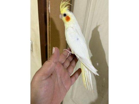 4 aylık eğitime açık %100 erkek lutino sultan yavru