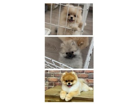 Orjinal pomeranian boo