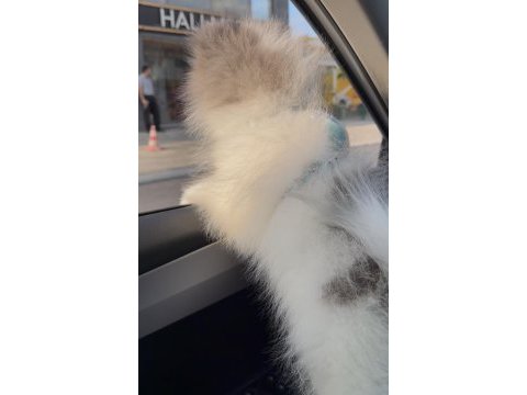 Merle pomeranian boo aşıları tam pasaportlu
