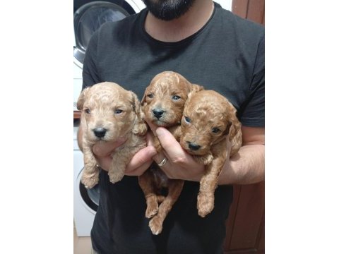Toy poodle orjinal