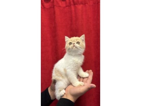 Exotic shorthair yavrularımız