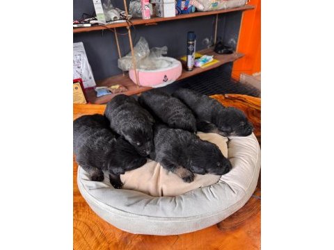 Burkemden korumacı sadık dost alman çoban köpeği yavrular
