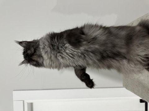 Full şecereli black smoke dişi maine coon kedimiz