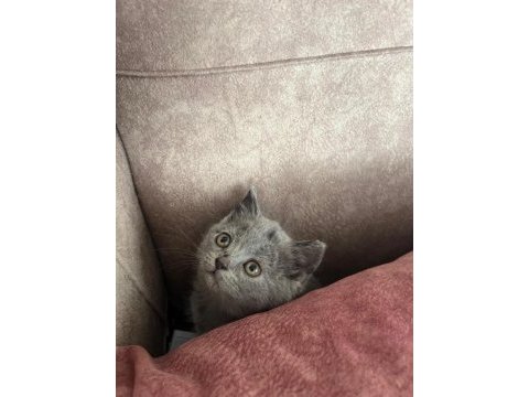 British shorthair kedimiz