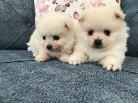 Her renk pomeranian köpeğimiz mevcut
