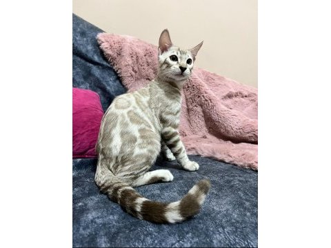 Snow bengal erkek 5 aylık