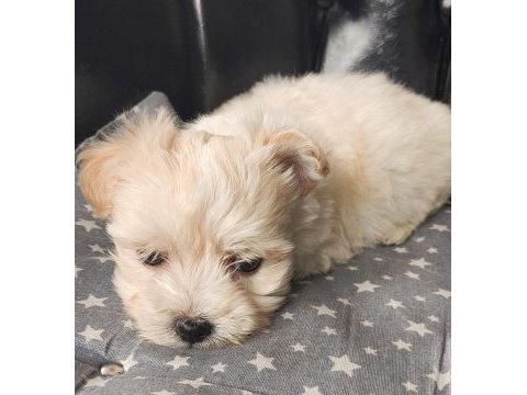 Ped eğitimli orjinal maltipoo bebek