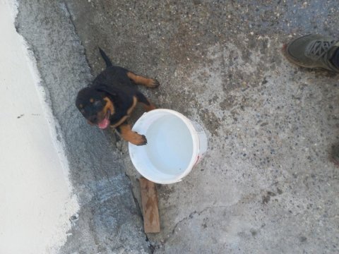 Koca kafa macar rottweiler yavrusu