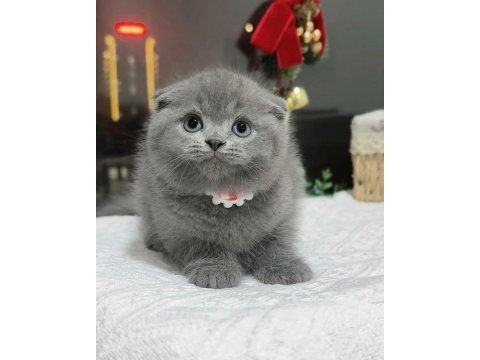 Top kafa scottish fold yavru