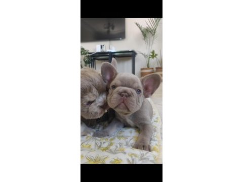 Egzotik yavru köpekler