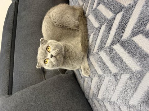 Bir buçuk yaşında dişi kedimiz sakin sevecen uyumlu