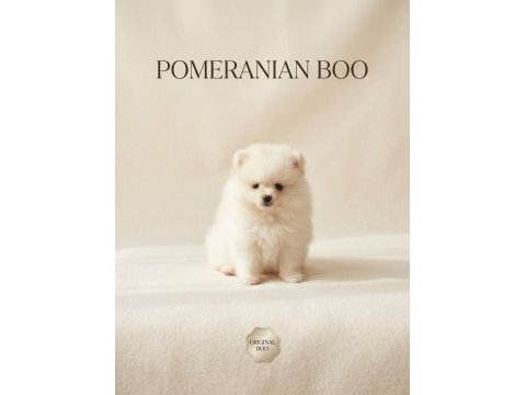Orijinal pomeranian boo teddy bear teacup