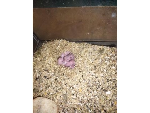 Bursa tavsancisi gonzales hamster yavrudur