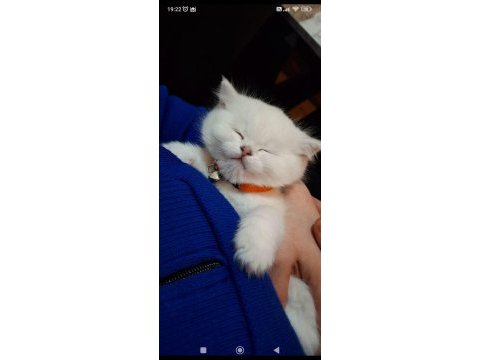 Yavru british shorthair 20 günlük kediler
