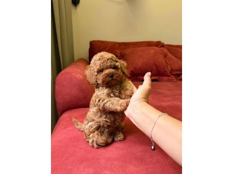 Sevimli toy poodle yavrularımız yeni ailelerini arıyor