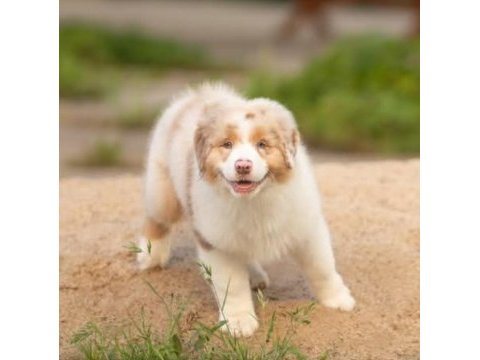 Çok iyi border collie yavruları istanbul