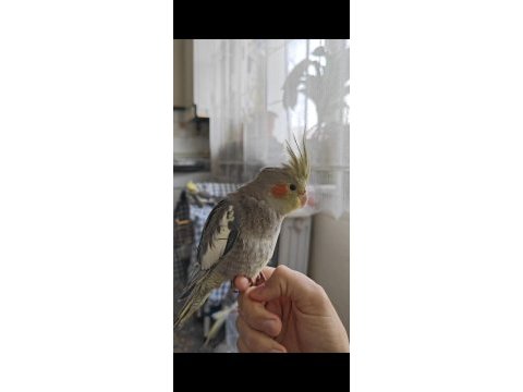 3 aylık sultan papağanı ısırmazlar erkek ötüyor