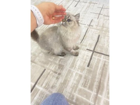 Doğduğundan beri bizde evimizin british longhair maskotu