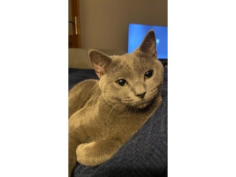 British shorthair kedisi