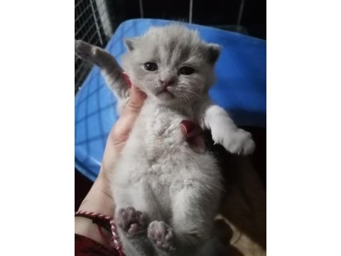 Yeni yuvalarına gitmeye hazır british shorthair minnaklar