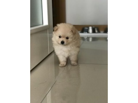 Yeni pomeranian yavrularımız, yeni yuvalarımız