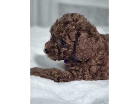 Toy poodle yavrular