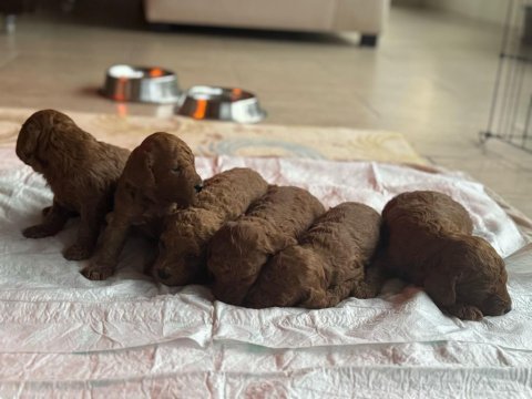 Ev ortamında büyüyen poodle yavrularımız