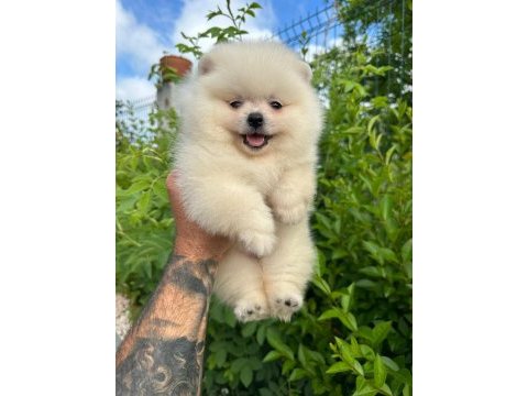 Pomeranian boo