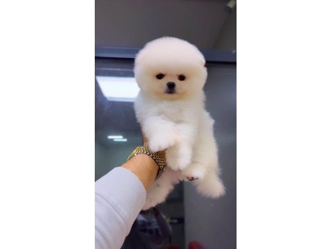 Ayı surat pomeranian yavrularımız ırk garantili