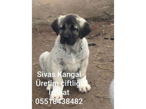 Merkez kangal üretim çıftlıgınden satılık kangallar