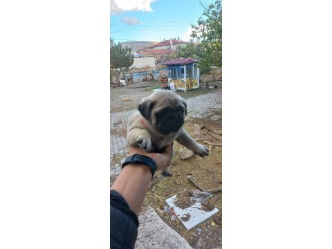 Pug yavrular