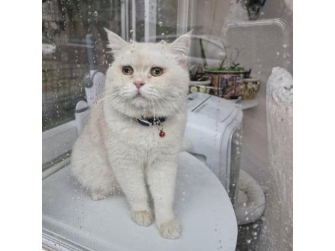 British shorthair pamuğa yeni yuva