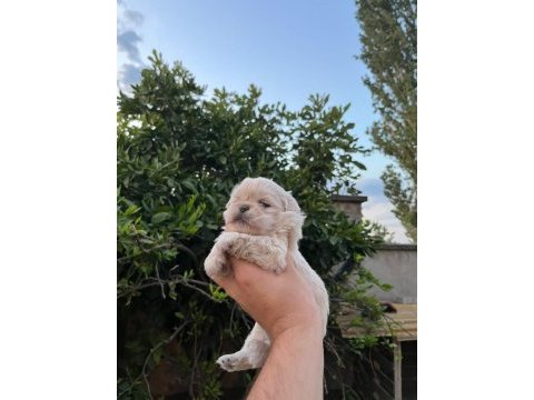 Pekinez yavru dişi ve erkek